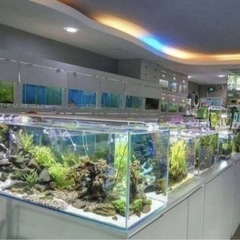 空間を彩る熱帯魚、海水魚置いてみませんか？の画像