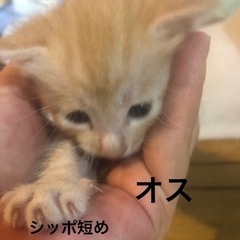 生後１ヶ月たたない子猫 − 茨城県