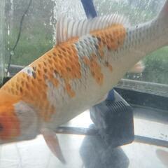 錦鯉　孔雀