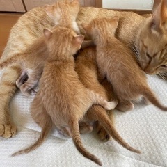 チャトラーズ！！5匹の子猫とママ