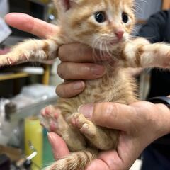 保護したての幼猫ちゃんの里親さん募集します!! - 猫