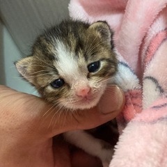 【決定しました】可愛い子猫　