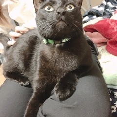 黒猫ちゃん − 沖縄県