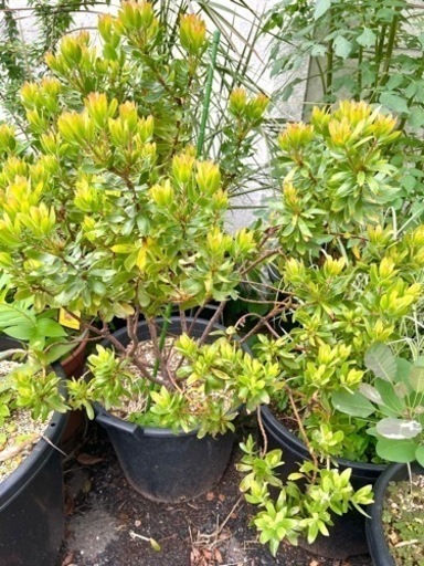 [植物売ります] リューコスペルマム(ピンクッション) カーニバルレッド