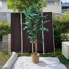 f●■②フェイクグリーン【ベンジャミン】大型200cm・人工樹木...