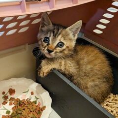 キジサビ柄の美人な子猫、里親希望さんとやりとり中。キャンセル待ち希望でしたら、連絡ください。の画像