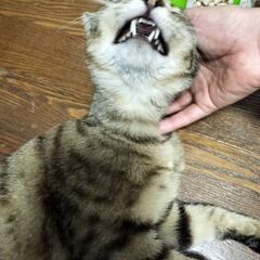 ベタなれ子猫♡こんなかわいい子見たことない！オス6〜10ヶ月位 − 愛媛県