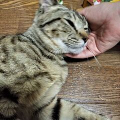 ベタなれ子猫♡こんなかわいい子見たことない！オス6〜10ヶ月位 - 里親募集