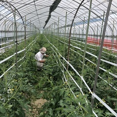 　6月下旬から11月初旬までトマトなど野菜の収穫管理作業 - 北杜市