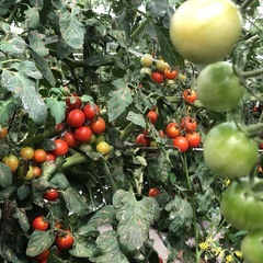 　6月下旬から11月初旬までトマトなど野菜の収穫管理作業 - その他