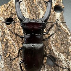 【WD】《マンディブラリスフタマタ 100.5mm ペア》