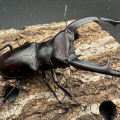 【WD】《マンディブラリスフタマタ 100.5mm ペア》