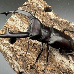 【WD】《マンディブラリスフタマタ 100.5mm ペア》