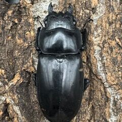 【WD】《マンディブラリスフタマタ 100.5mm ペア》