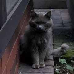 【迷い猫】グレー長毛成猫が庭に来ますの画像