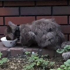 【迷い猫】グレー長毛成猫が庭に来ます - 君津市