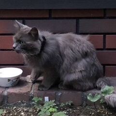 【迷い猫】グレー長毛成猫が庭に来ます - 手伝いたい/助けたい