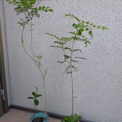 庭木　観葉植物　シマトネリコ　2鉢