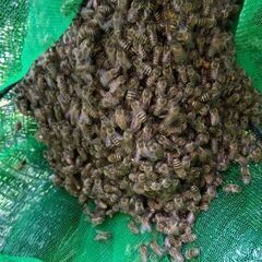 日本蜜蜂　日本ミツバチ 第1分蜂郡　網入りNo２