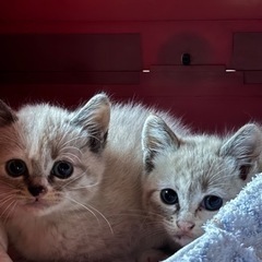青い目の子猫　洋猫＋日本猫雑種　