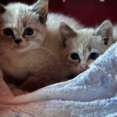青い目の子猫　洋猫＋日本猫雑種　 - 猫