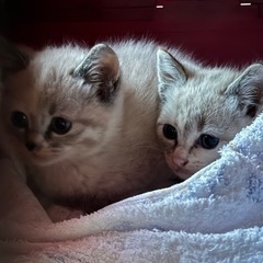 青い目の子猫　洋猫＋日本猫雑種　 - 夷隅郡
