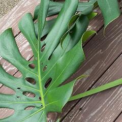 多肉植物　つた　モンステラの葉っぱ