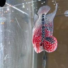 フラワーホーン値下げしました‼️ フラワーホーン値下げしました‼️