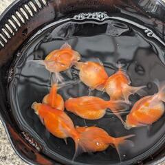 金魚　ピンポンパール