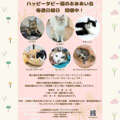 6日16日　動物病院の保護猫の譲渡会