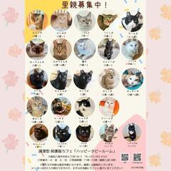 6月23日　動物病院の保護猫の譲渡会 - 八尾市