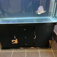 90センチ！ガラス曲げ水槽！土台セット！