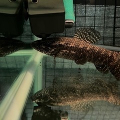 ブラックタライロン　水槽セット