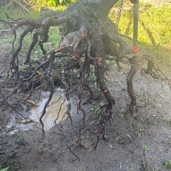 木の根 オブジェ アート