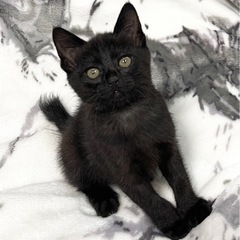 生後1〜2ヶ月 黒猫700g 子猫 女の子 里親募集します!