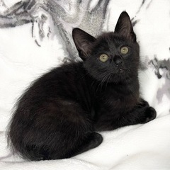 生後1〜2ヶ月 黒猫700g 子猫 女の子 トライアル中 - 天草市