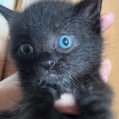 一旦停止します　生後１ヶ月の子猫　黒猫です　里親募集中