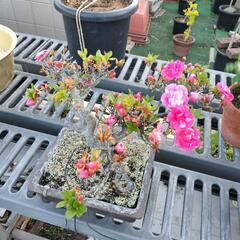 本日中に亡き祖父の八重咲きサツキの盆栽を横浜の自宅まで引き取りに...
