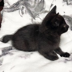 生後1〜2ヶ月 黒猫700g 子猫 女の子 トライアル中 − 熊本県