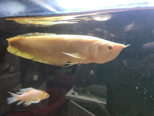 アルビノシルバーアロワナなど熱帯魚