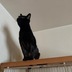 ランキングキーワードに紐づく投稿画像-黒猫
