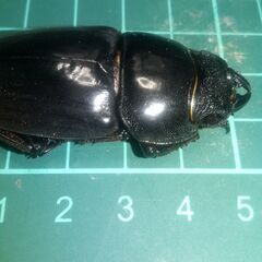 【新成虫】パラワンオオヒラタ　メス50.5ミリを2匹