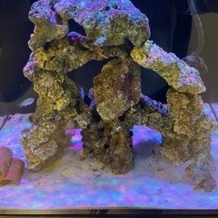 天然　ライブロック 海水　珊瑚　サンゴ　水槽　アクアリウム　重量...