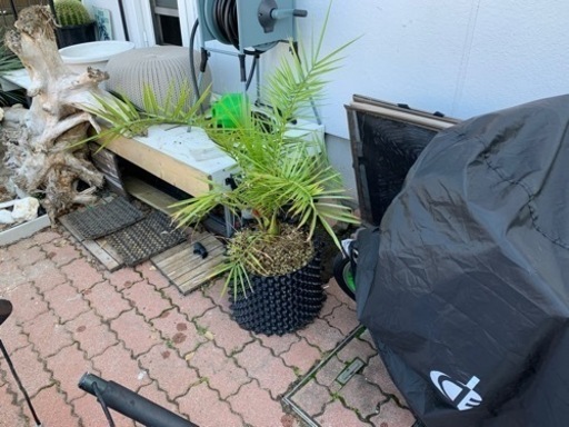 カナリーヤシ  Phoenix canariensis