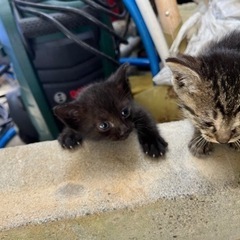 2匹の子猫　0才　5/21情報更新⭐︎ 2匹一緒にお迎えできる方探していますの画像