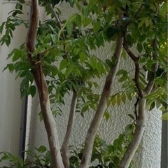 ジャボチカバ　実生苗16年　中葉種　
熱帯果樹　