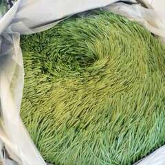 13【処分価格】新品 人工芝　1巻売り　パイル長さ60mm　高品質　即決優先！