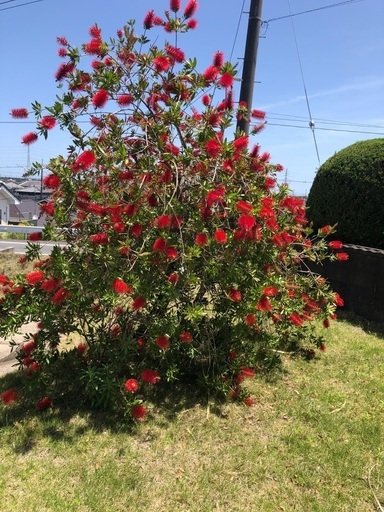 ブラシの木　植木