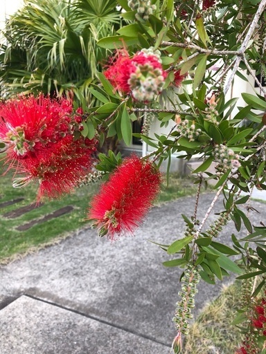 ブラシの木　植木