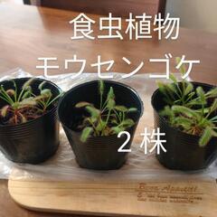 食虫植物  モウセンゴケ 2株